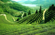 Assam plans 3% reservation for Tea Tribe, Adivasi communities in teacher recruitment