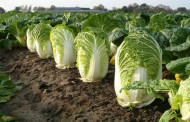 Bangladesh exports Chinese cabbage for first time