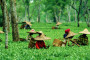 Assam COVID19 update: 2,409 new cases detected; tally mounts to 1,46,575