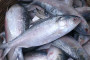 COVID-19: 8 more die, 585 newly infected in 24 hours