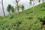 Deocha mine: Rights body to submit report to Mamata