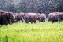 Tripura tribal politics heats up over separate state demand
