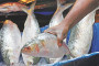 Dhaka Tribune-BIPSS roundtable: Bay of Bengal to be a region of peace