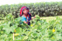 Land-related disputes: Act being planned to handle offences
