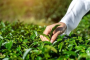 1000 kg of Assam-produced lablab beans exported to London