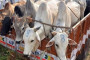 2 smugglers held, 89 cattle heads rescued by BSF along Bangladesh border