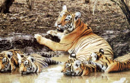 Sunderbans Tiger Reserve to open from October 1 for tourists