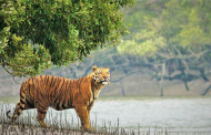 Sundarbans tourism: Now focus on automation to improve services