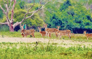 Sundarbans tourism to cost more as authorities move to boost revenue income