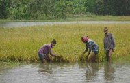 Boro paddy on 4,900 hectares of farmland damaged in Sunamganj