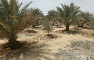 Iraq 'green belt' neglected in faltering climate fight