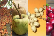 34 fruits found in Assam with their English names