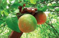 Hope for orange growers: Yield in hills more now compared to last few years