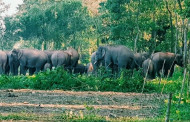 Wild elephant kills farmer in Sherpur