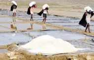Salt production breaks 62-year record: BSCIC
