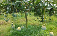 High-density method brings revolution to Rajshahi's mango farming