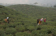 West Bengal govt to resume tea garden land survey, scraps ceiling proposal