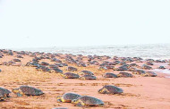 Odisha: State urges DRDO to restrict missile testing during nesting season of turtles