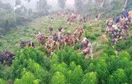 Assam Rifles destroy marijuana plantations in Tripura
