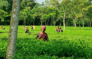 Northern region becomes 2nd position in tea production