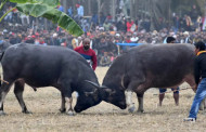 PETA takes buffalo, bulbul fights to Gauhati HC