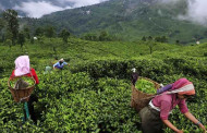 West Bengal govt to introduce standard operating procedures on tea garden closure