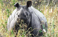 Kaziranga National Park and Tiger Reserve sees record footfall and revenue in 2023-24 FY