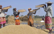 Low bonus hits paddy purchase target: West Bengal fails to procure 65 lakh tonnes in Kharif season