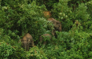 Bangladesh’s wildlife and forest decline linked to misinformation
