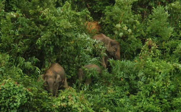 Bangladesh’s wildlife and forest decline linked to misinformation