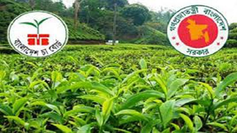 9.8 lakh kilograms of tea sold in 2nd auction in Ctg