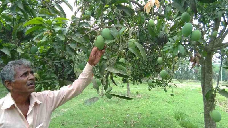 Post offices to deliver seasonal fruits without charging farmers