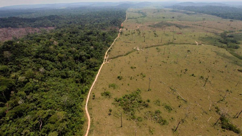 Football pitch size area of rainforest destroyed every six seconds: study