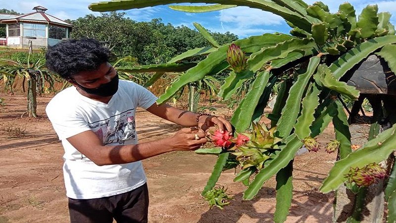 With a little help from YouTube, this horticulturist has grown Tripura’s first commercial dragonfruit plantation