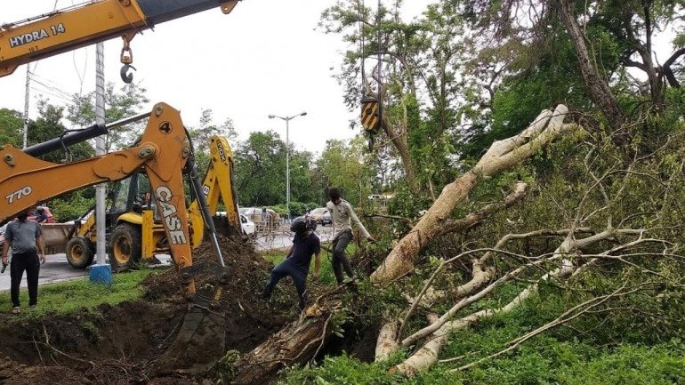 Kolkata's green crusaders give a second lease of life to trees uprooted by cyclone Amphan