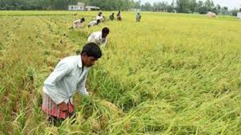 Record amount of land brought under Aus paddy production in Rangpur