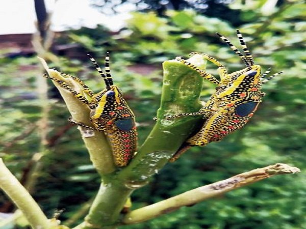 Bihar braces for locusts