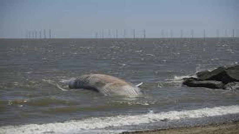 12-meter long fin whale washes up dead on UK beach