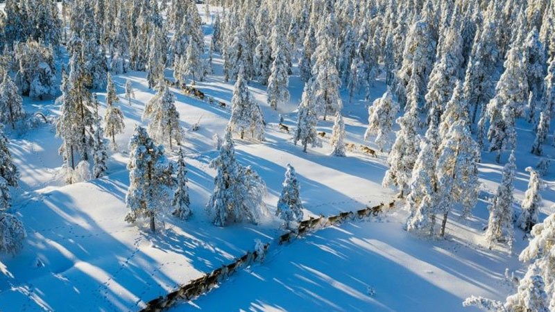 Climate change forces Sami reindeer herders to adapt