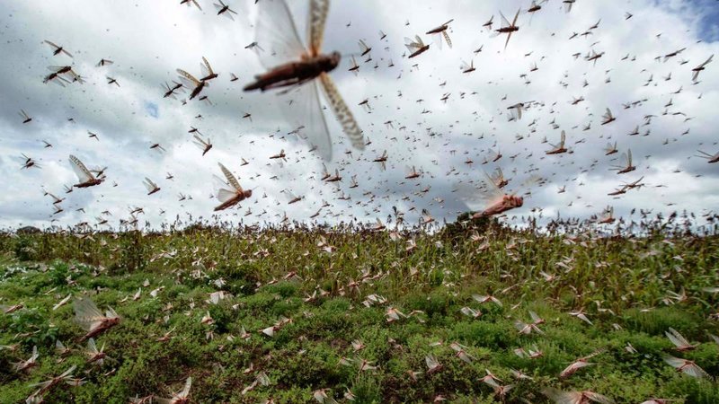 Swarms of locusts reach outskirts of Indian capital city