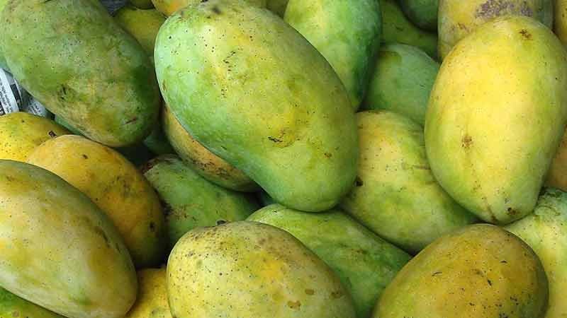 Mango trading gains momentum in Rajshahi