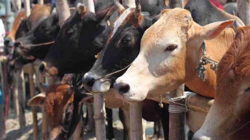 Bangladesh Railway starts transporting sacrificial animals