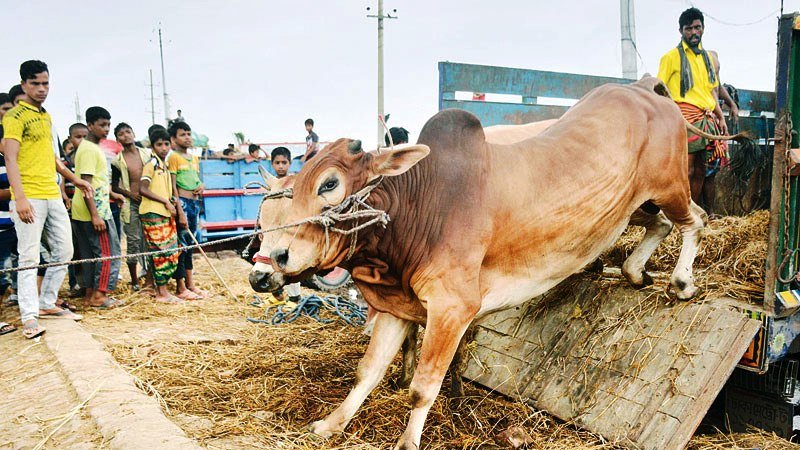 BD Govt to employ 1200 teams to check sacrificial animals’ health