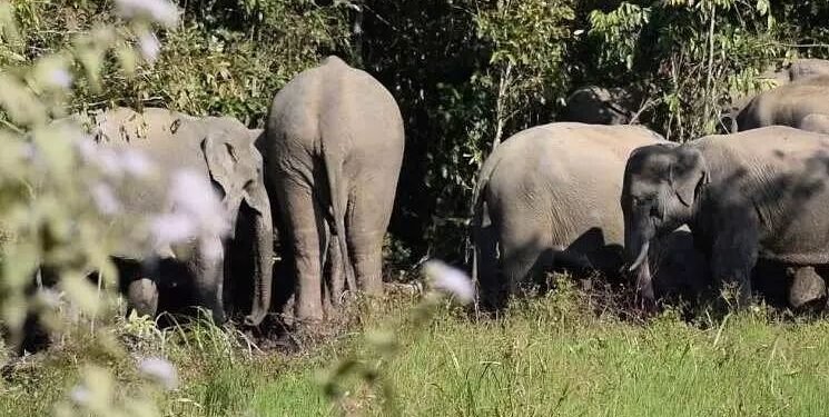 Centre hails Assam’s man-elephant conflict containment strategy