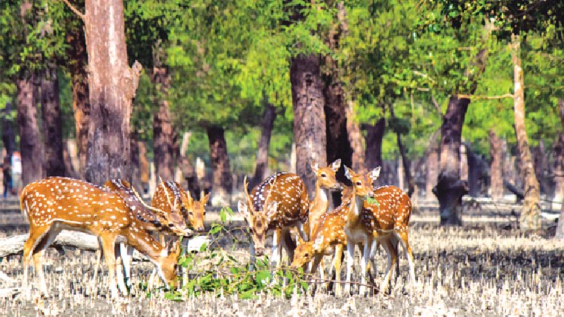 Sundarbans tourism businesses look for reopening