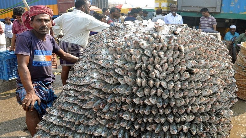 Hilsa glut floods Khulna fish markets