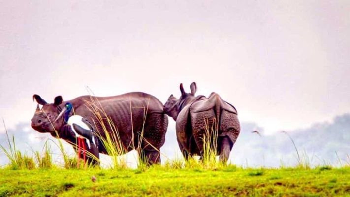 Over 3,000 hectares added to Kaziranga National Park and Tiger Reserve in Assam