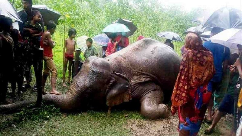 Wild elephant found dead in Sherpur