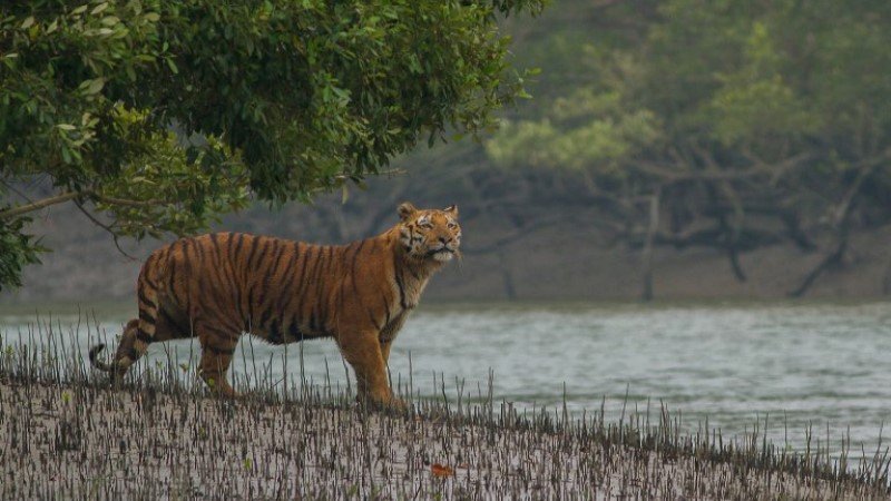 Sundarbans to reopen for tourists soon