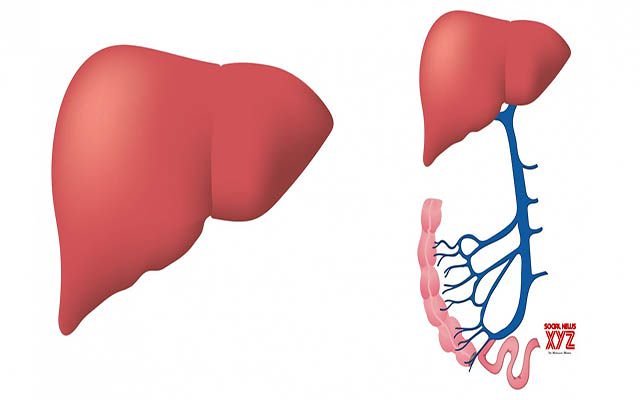 Dietary supplement may help in treatment of fatty liver: Study